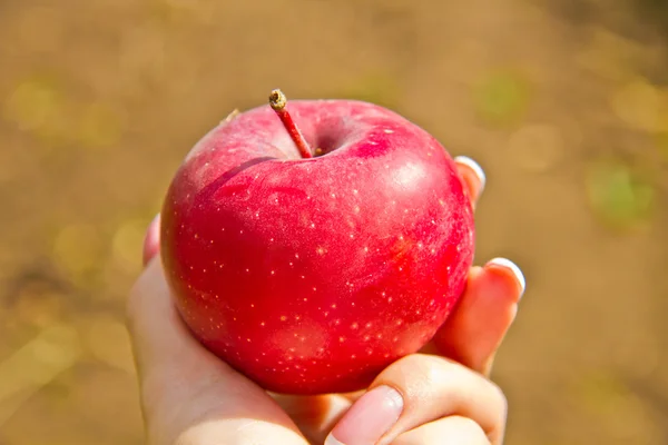 Red apple in a female hand — Stock Photo, Image