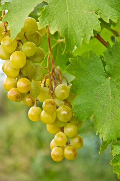 Bunch of ripe grapes on a bush — Stock Photo, Image