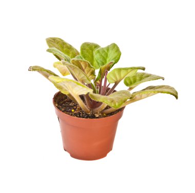 Beyaz arka planda bir tencerede Violet