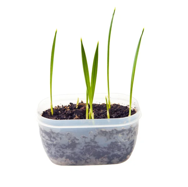 Young shoots of date palm in a pot — Stock Photo, Image