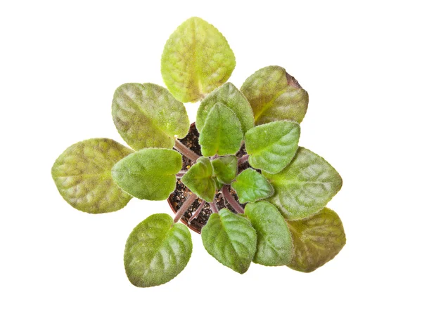 Violeta em um pote em um fundo branco — Fotografia de Stock