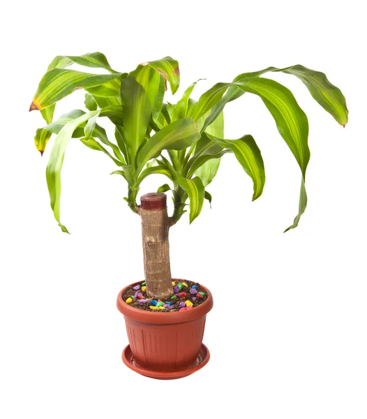 Dracaena Zimmerpflanze in einem Topf auf weißem Hintergrund — Stockfoto