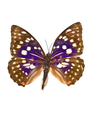 Beyaz arka planda kelebek