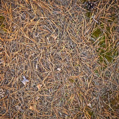 toprak zemin üzerine düşen çam iğneleri