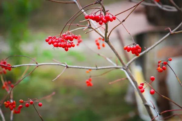 Viburnum-Beeren auf einem Zweig — Stockfoto