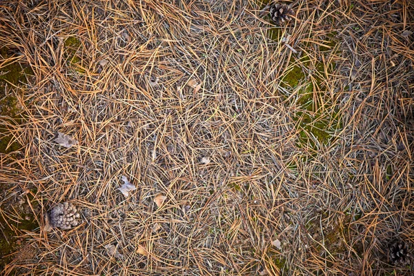 Падшие сосновые иголки на заднем плане — стоковое фото