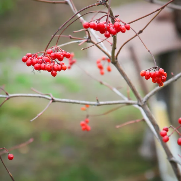 Bagas de viburnum em um ramo — Fotografia de Stock