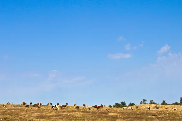 Pastagem com vacas em um contexto de céu azul — Fotografia de Stock