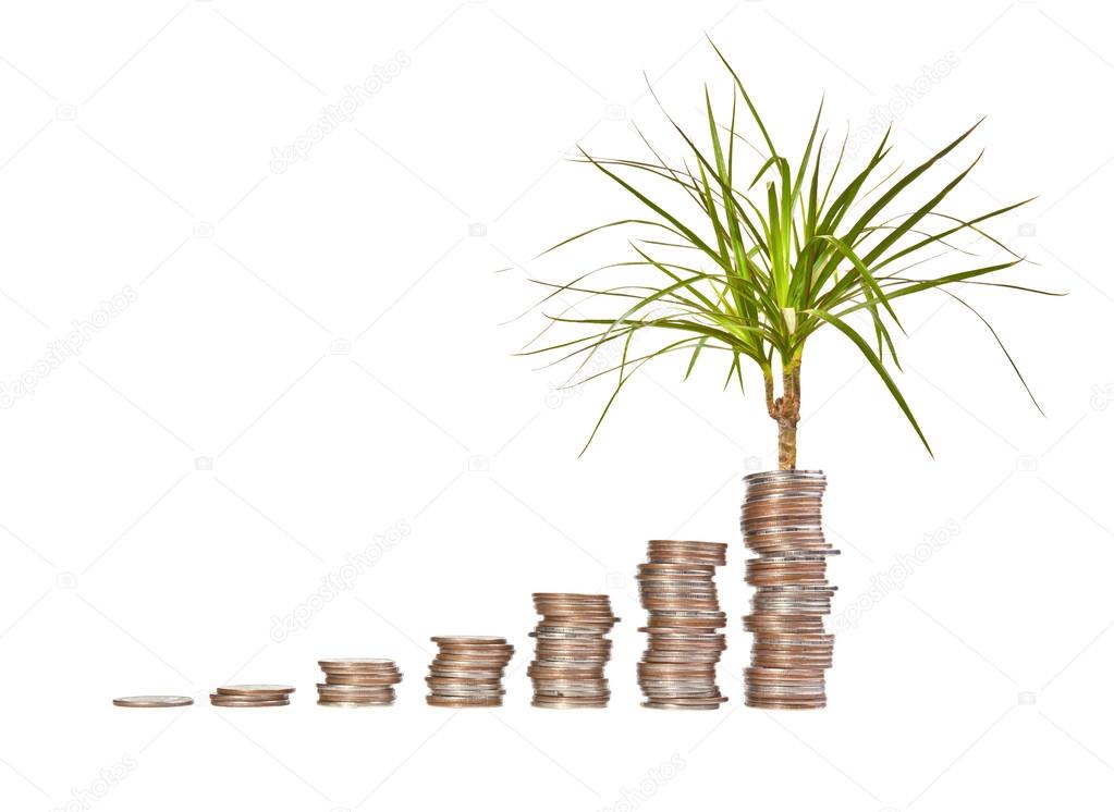 Money growth concept on a white background
