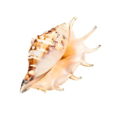 beyaz arka planda deniz kabuğu