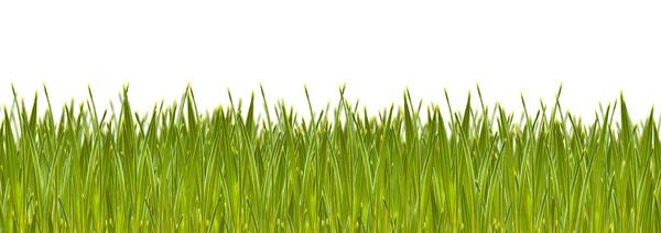 Groen gras zijaanzicht — Stockfoto