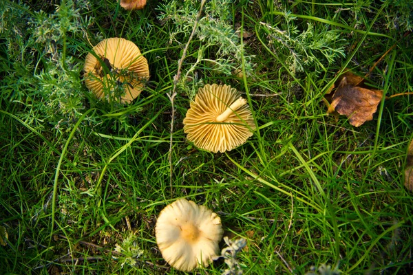 Wild mushrooms on a glade — Stock Photo, Image