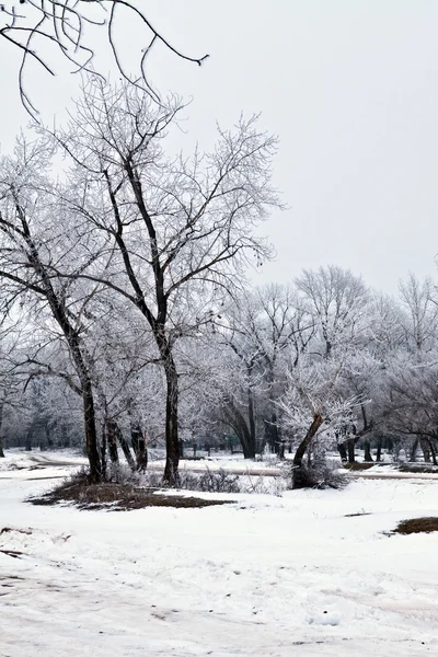 Winterlandschap — Stockfoto