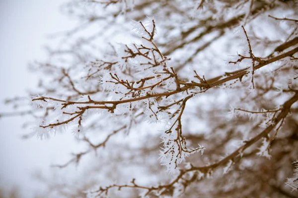 Buz gibi ağaç dalları — Stok fotoğraf