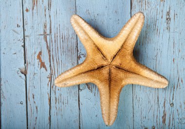 Deniz yıldızı ahşap zemin üzerinde ters