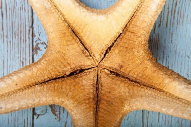Deniz yıldızı ahşap zemin üzerinde ters