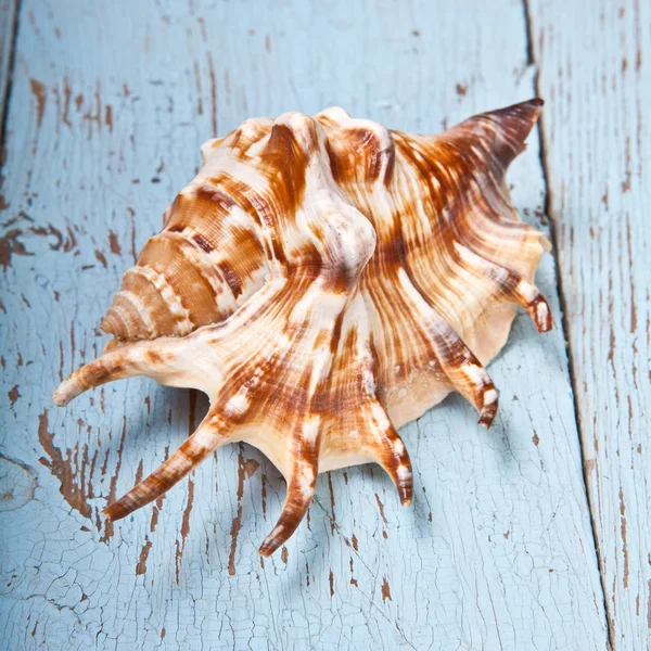 Seashell su uno sfondo di legno — Foto Stock