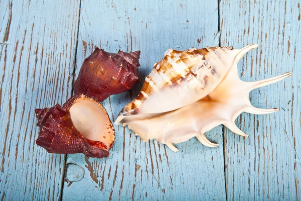 Seashell puupohjalla — kuvapankkivalokuva