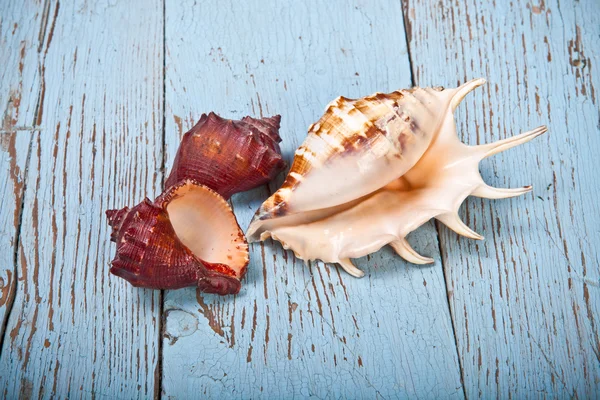 Seashell su uno sfondo di legno — Foto Stock