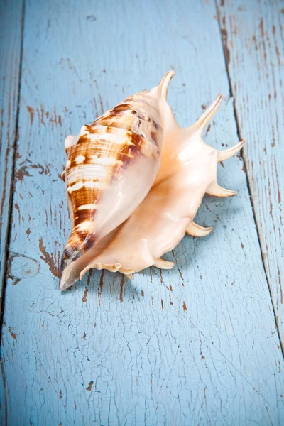 Seashell su uno sfondo di legno — Foto Stock