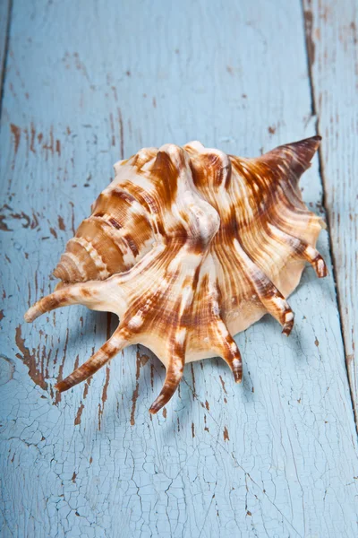 在一个木制的背景上的贝壳 — 图库照片