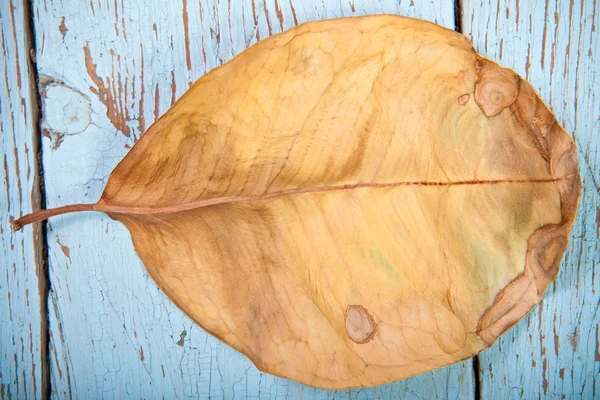 Ficus de folhas secas em tábuas de madeira — Fotografia de Stock