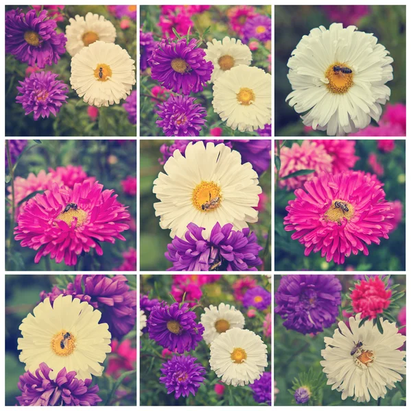 Collage bee on flowering asters — Stock Photo, Image