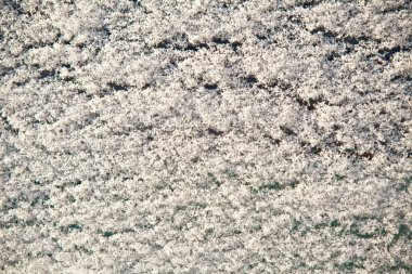 grubunu cam arka plan