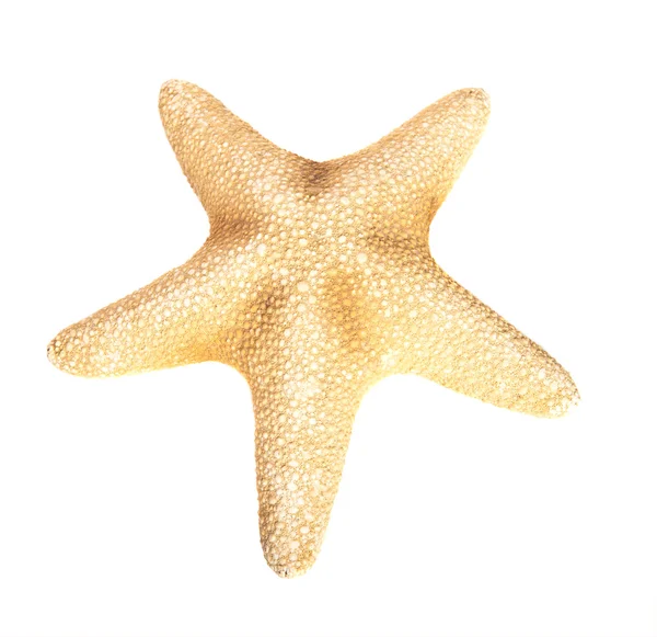 Beyaz arkaplanda denizyıldızı — Stok fotoğraf