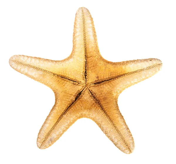 beyaz arkaplanda denizyıldızı