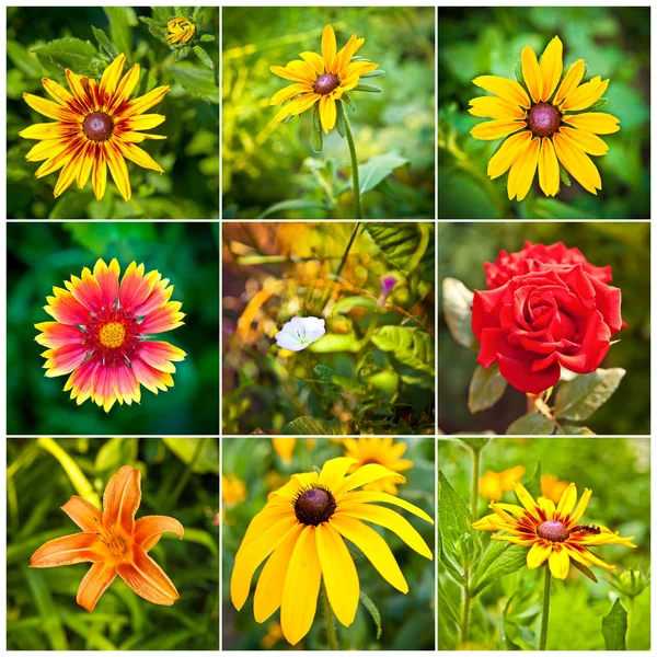 Collage of spring flowers in the flowerbed — Stock Photo, Image