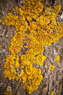 Kuru ağaç gövde arka plan