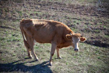 Çayırda otlayan inek.