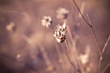 Önümüzdeki kuru bitki