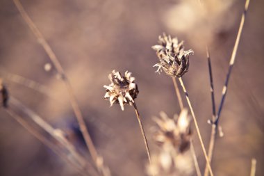 Önümüzdeki kuru bitki