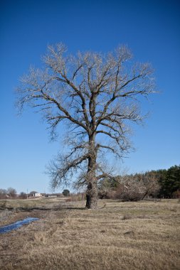 Yapraksız ağaçlar