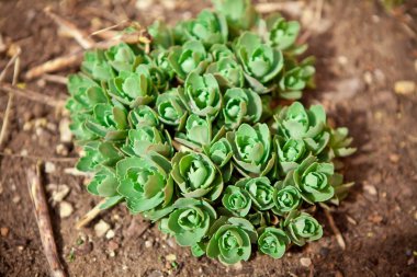 Çim yeşil sürgünler