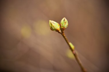 akçaağaç, sığ derinlik-in tarla şişmiş tomurcuklar
