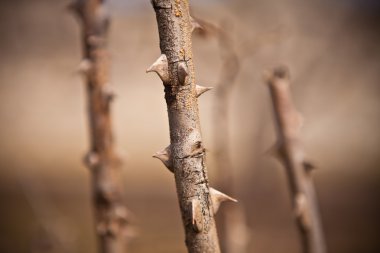 Uncut kuru çalı gülleri closeup, sığ derinlik-in tarla