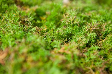 yaslanmış ardıç arka plan sığ derinlik-in tarla