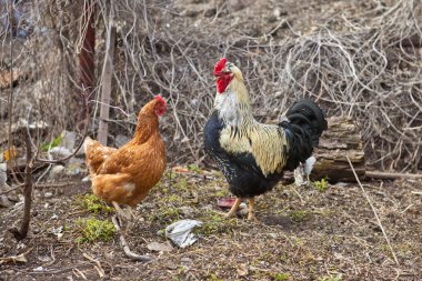 horoz ve tavuk kalem