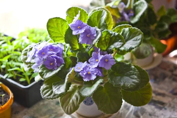 Violet in a pot closeup — Stock fotografie