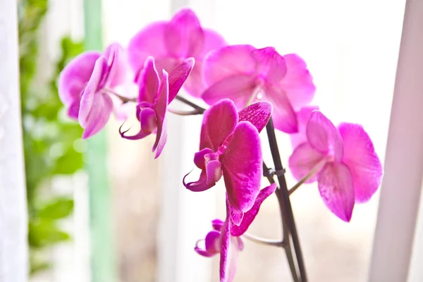 Les fleurs rouges d'orchidée ferment vers le haut la profondeur peu profonde du champ — Photo