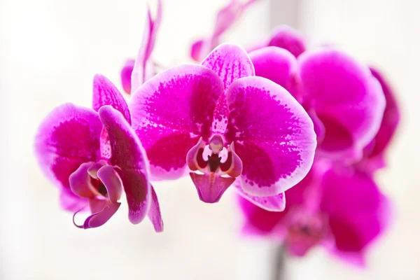 Les fleurs rouges d'orchidée ferment vers le haut la profondeur peu profonde du champ — Photo