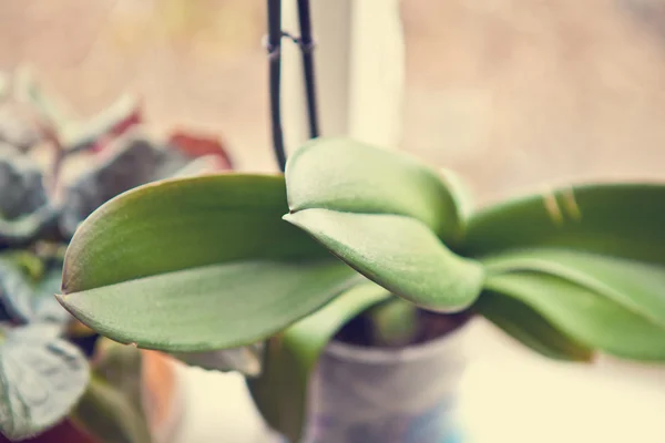 Blätter der Orchidee aus nächster Nähe — Stockfoto