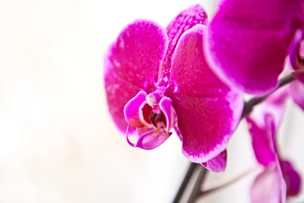 Les fleurs rouges d'orchidée ferment vers le haut la profondeur peu profonde du champ — Photo