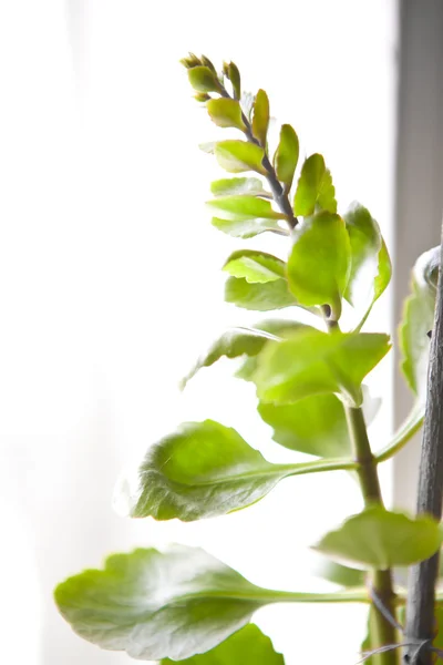 Huis plant bladeren close-up — Stockfoto