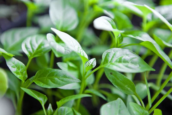 Junge Sämlinge von Paprika — Stockfoto