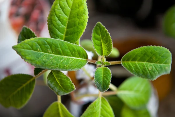 Hem växt blad närbild — Stockfoto