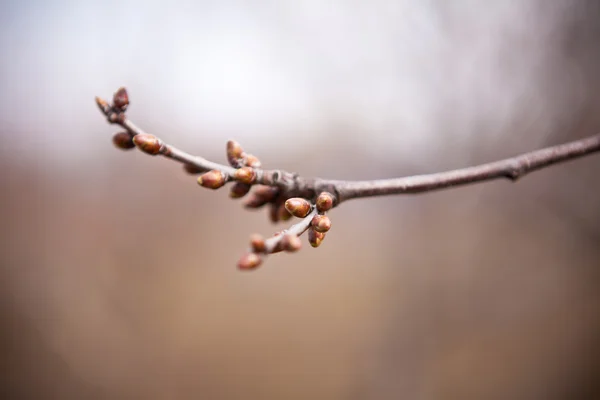 Cherry tree branch with buds — Stock Photo, Image